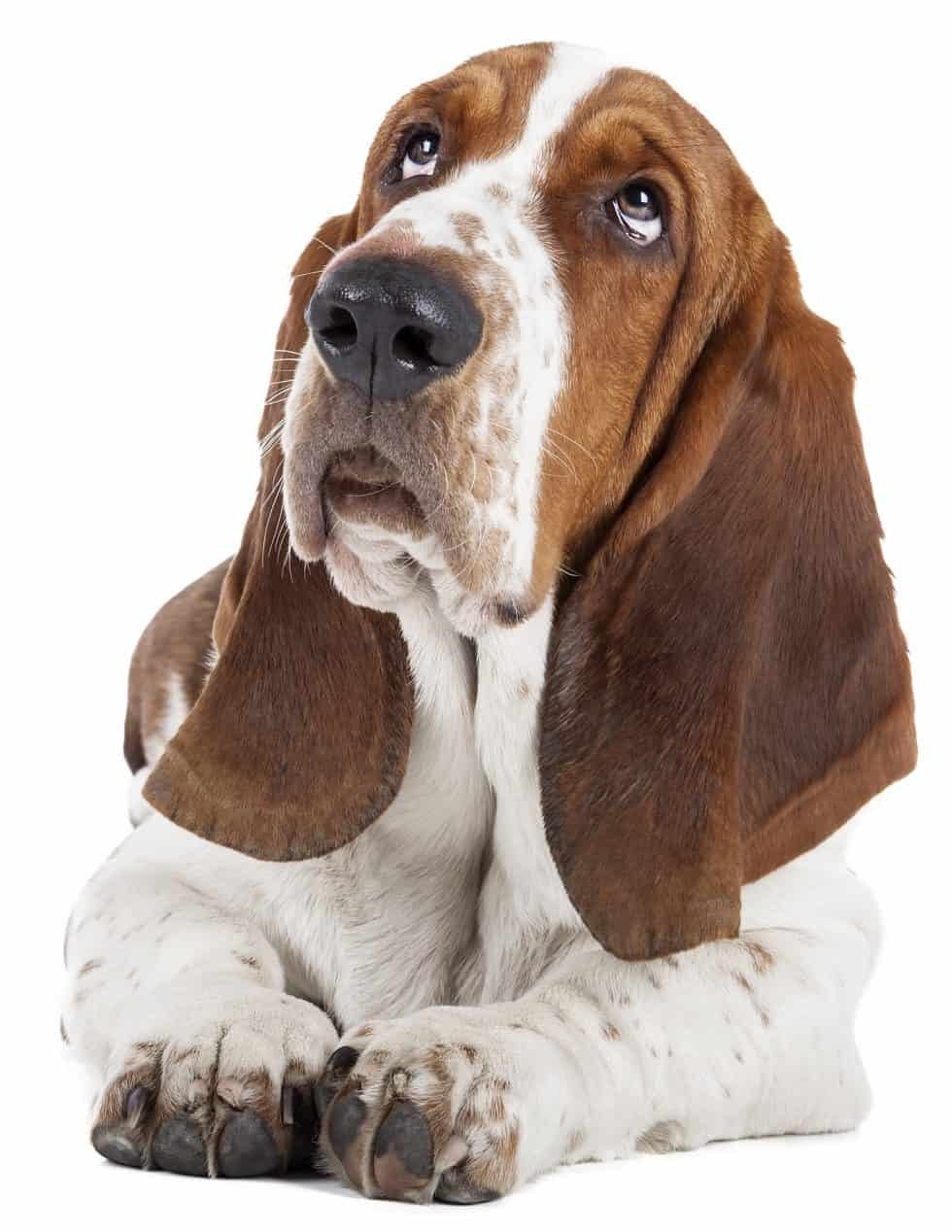 The Basset Hound Club | The Website of the Basset Hound Club